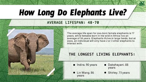 Elephant life span - Learn about the three species of elephants, their size, diet, habitat, breeding, and lifespan. Find out the threats and conservation efforts for these endangered and vulnerable animals.
